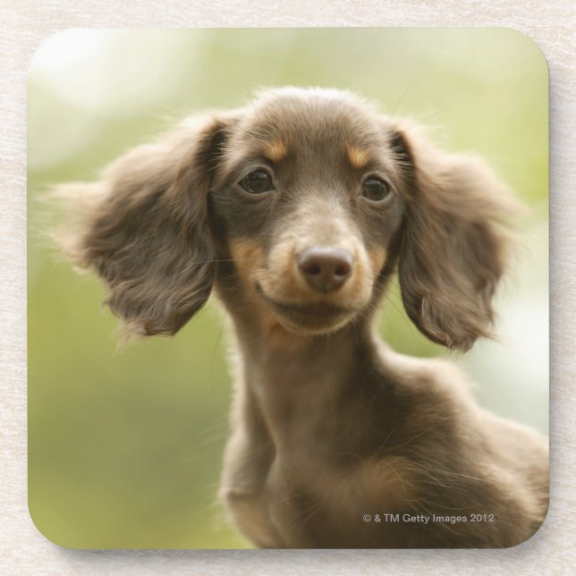 Dackel-Hund (Braun) Getränkeuntersetzer (Vorderseite)