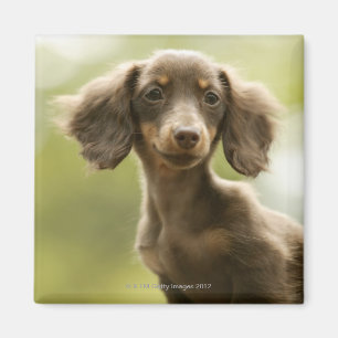 Dackel-Hund (Braun) Magnet