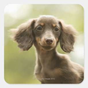 Dackel-Hund (Braun) Quadratischer Aufkleber