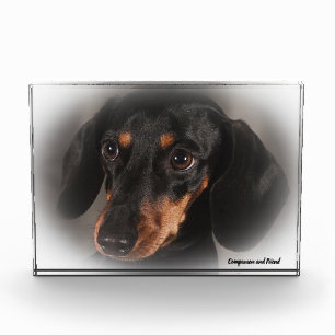 Dackel Hund. Fotoblock