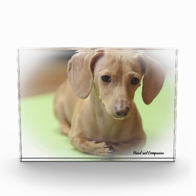 Dackel Hund. Fotoblock (Vorderseite)