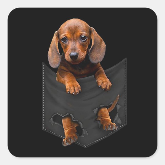 Dackel in meiner Pocket Dackel Weiner Dog Geschenk Quadratischer Aufkleber (Vorderseite)