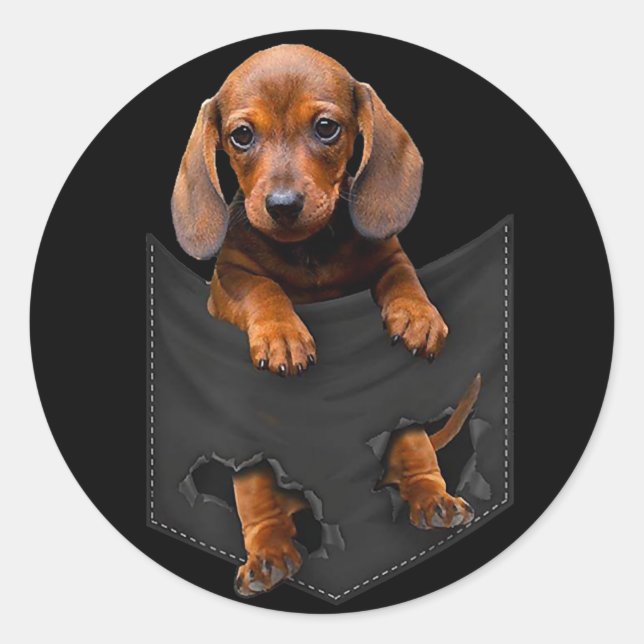 Dackel in meiner Pocket Dackel Weiner Dog Geschenk Runder Aufkleber (Vorderseite)