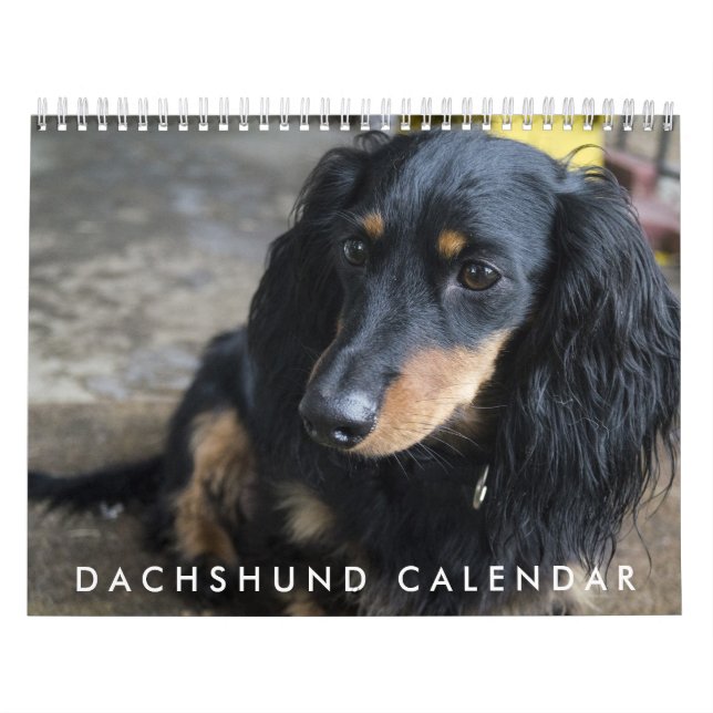 Dackel - Kalender 2026 (Titelbild)