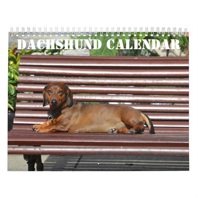 Dackel Kalender 2026 mit Fotos (Titelbild)