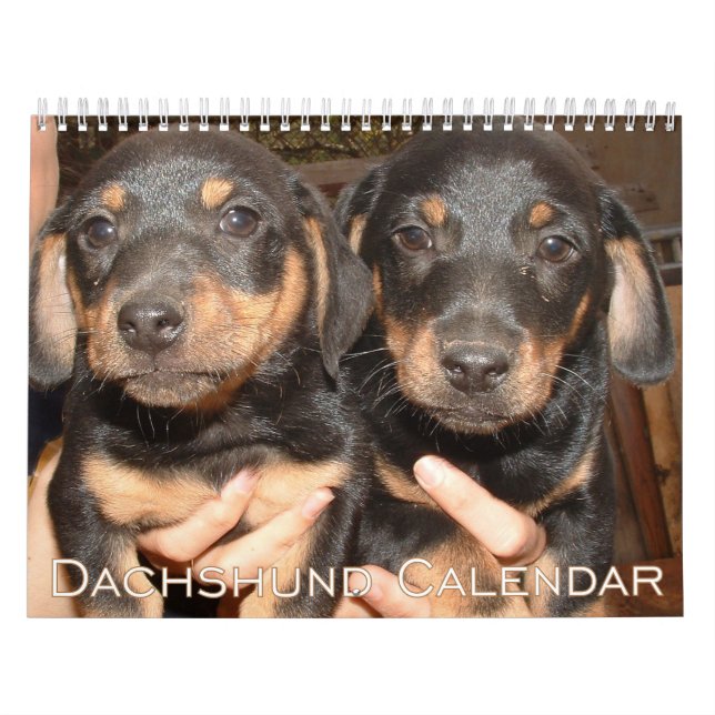 Dackel Kalender 2026 mit Fotos (Titelbild)