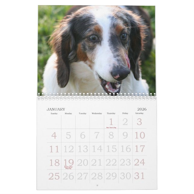 Dackel-Kalender Kalender (Jan 2026)