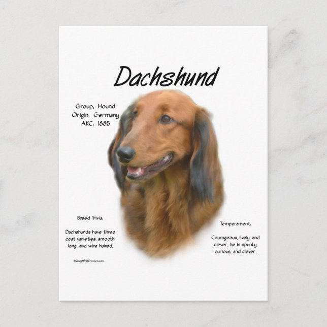 Dackel (Langhaar) Geschichtsdesign Postkarte (Vorderseite)