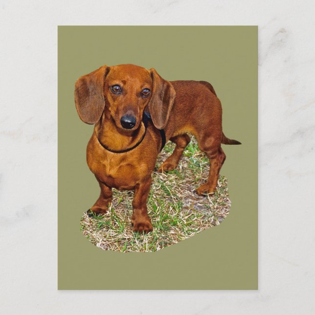 Dackel Miniaturgeschenk Postkarte (Vorderseite)