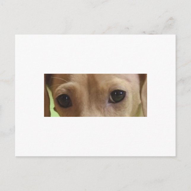 Dackel Postkarte (Vorderseite)