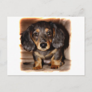 Dackel Postkarte