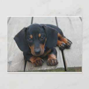 Dackel Puppy Black Postkarte