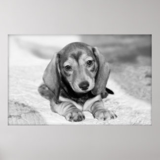 Dackel Puppy Poster