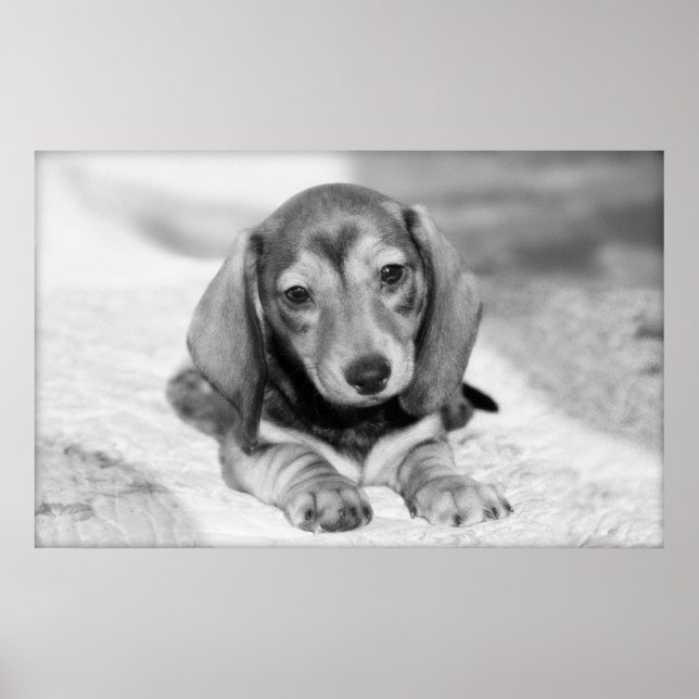 Dackel Puppy Poster (Vorne)
