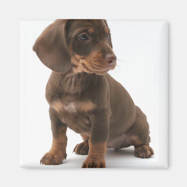 Dackel Puppy Square Magnet (Vorne)