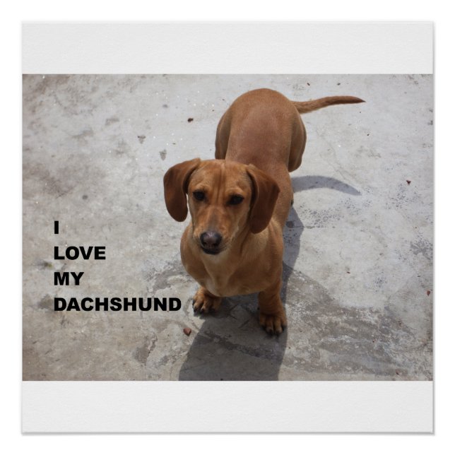 Dackel Rote Liebe Poster (Vorderseite)