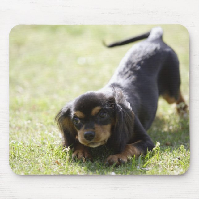 Dackel (schwarz) 2 mousepad (Vorne)
