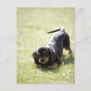 Dackel (schwarz) postkarte