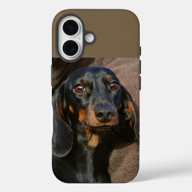 Dackel schwarz und braun iPhone 16 hülle (Rückseite)