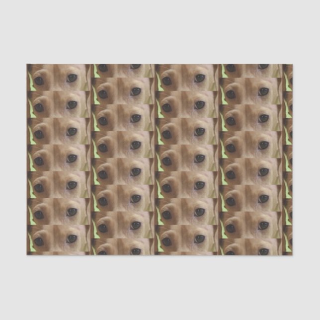 Dackel Seidenpapier (Vorderseite)