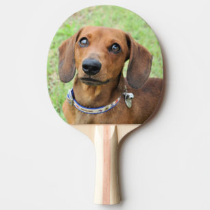 Dackel Tischtennis Schläger