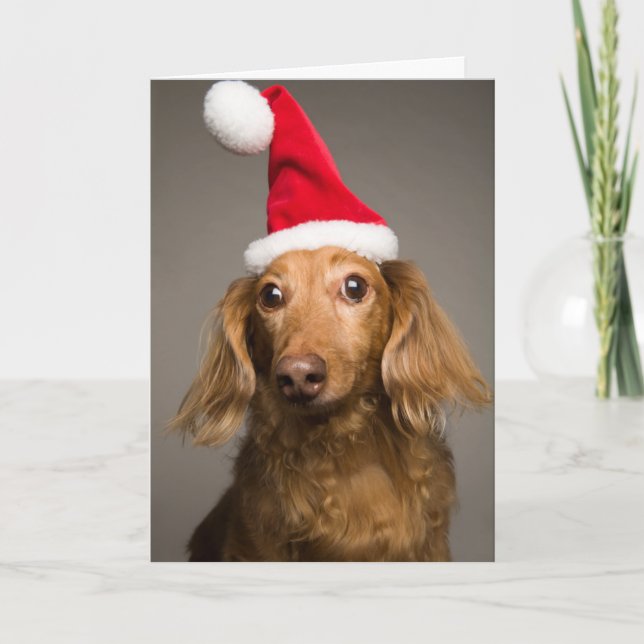 Dackel-tragende WeihnachtsWeihnachtsmannmütze Feiertagskarte (Vorderseite)