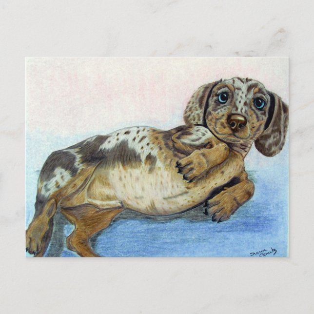 Dackel Tummy Postkarte (Vorderseite)