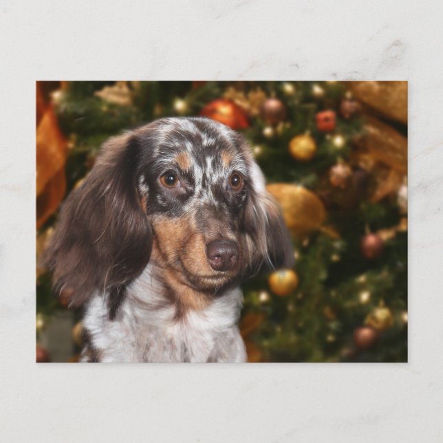 Dackel Weihnachten (Vorderseite)
