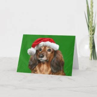 Dackel Weihnachten