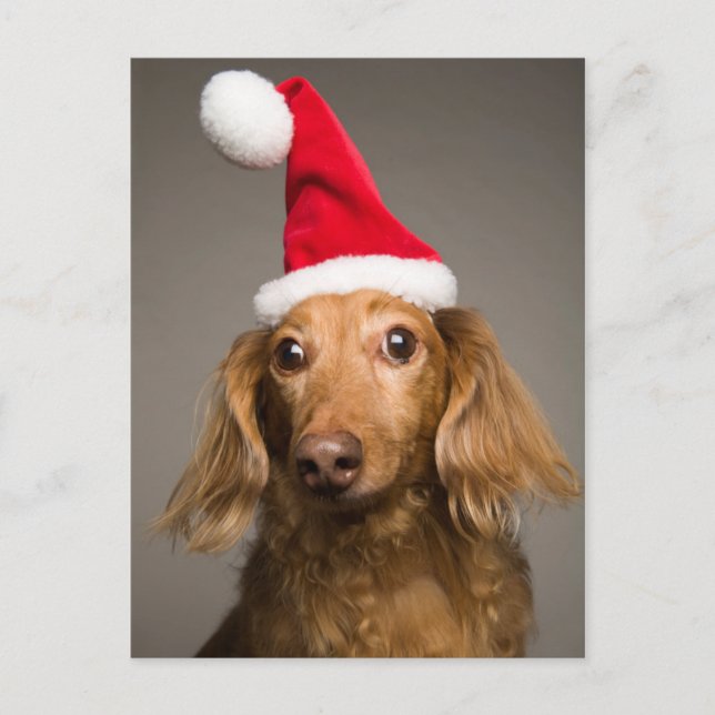 Dackel Weihnachtsfeierliche Weihnachtsmannmütze Feiertagspostkarte (Vorderseite)