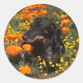 Dackel Welpe mit Wildblumen Runder Aufkleber