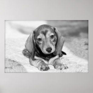 Dackel-Welpe Poster