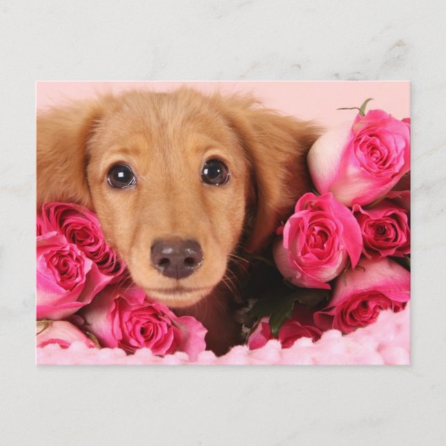 Dackel Welpe umgeben von Rose Postkarte (Vorderseite)