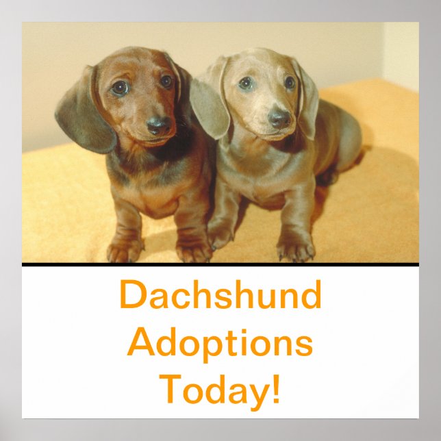 Dackel Welpen Adoption Poster (Vorne)