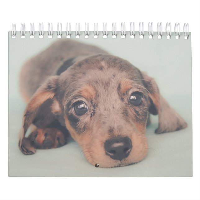 Dackel-Welpen Kalender (Titelbild)