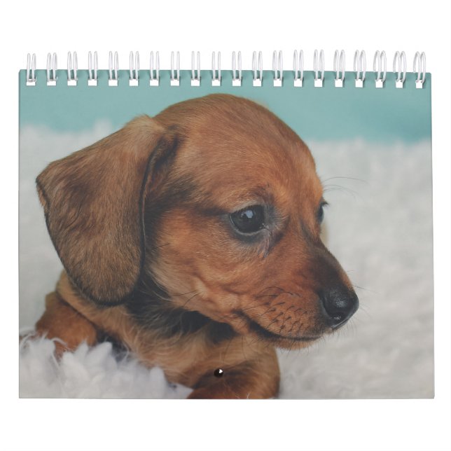Dackel-Welpen Kalender (Titelbild)