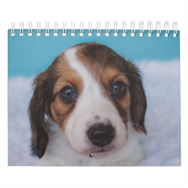 Dackel-Welpen Kalender (Titelbild)