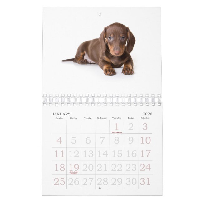 Dackel-Welpen-Kalender 2011 Kalender (Jan 2026)