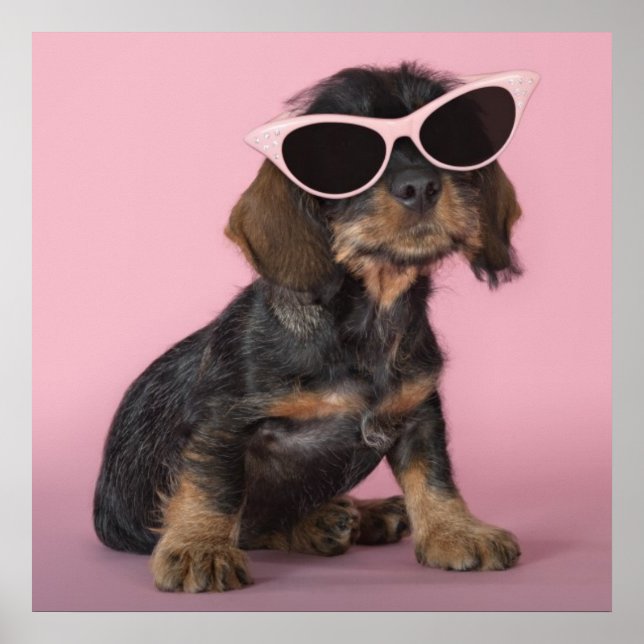 Dackel Welpenhalter-Sonnenbrille Poster (Vorne)