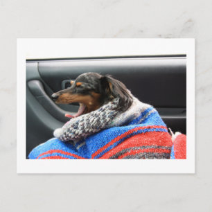 Dackel wenig gähnen. postkarte