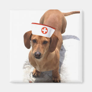 Dackelkrankenschwestermagnet Magnet