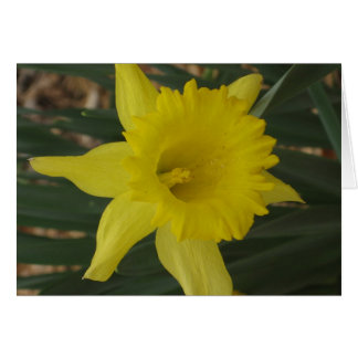 Daffodiakarte