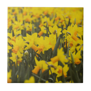 Daffodialfeld Fliese