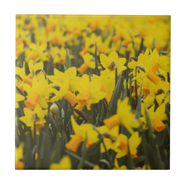 Daffodialfeld Fliese (Vorderseite)