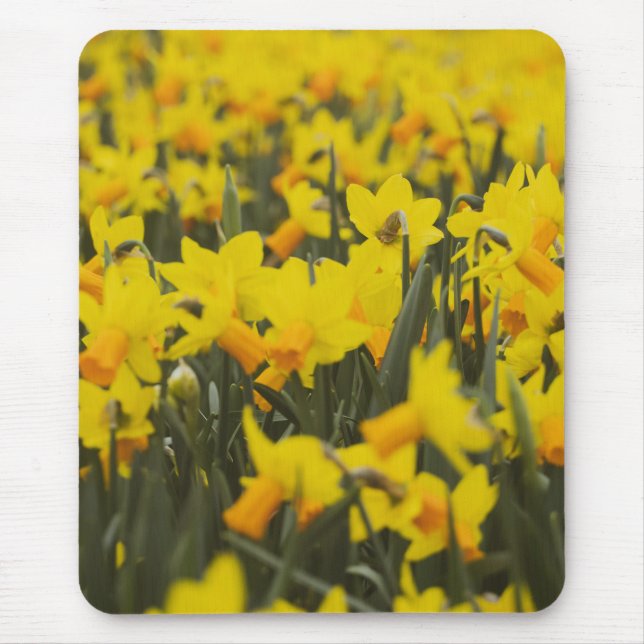Daffodialfeld Mousepad (Vorne)