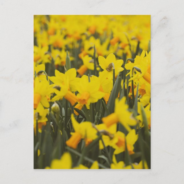 Daffodialfeld Postkarte (Vorderseite)