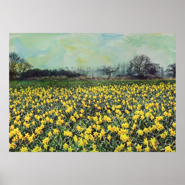 Daffodialfelder im Frühjahr Poster (Vorne)