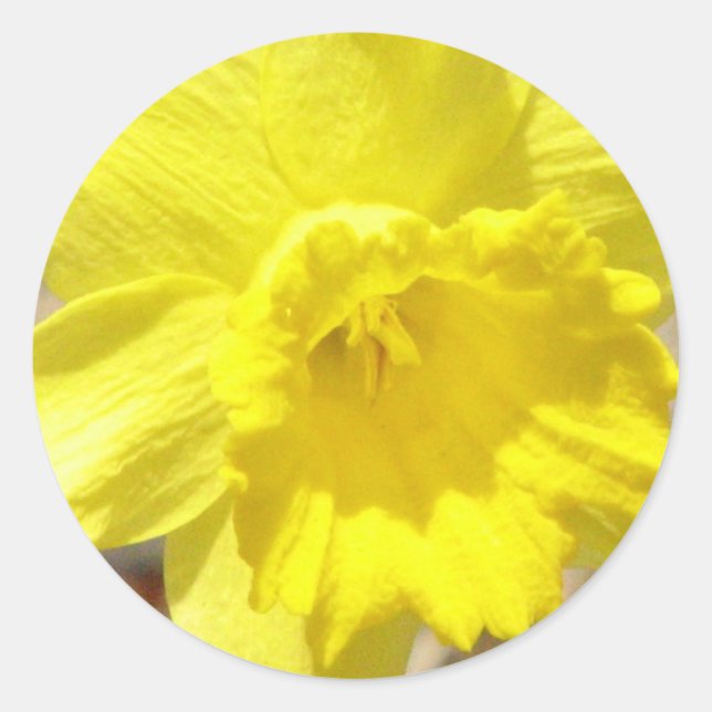 Daffodic Classic Aufkleber (Vorderseite)