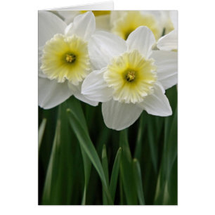 Daffodien