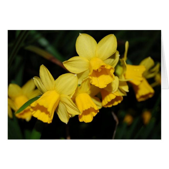 Daffodien (Vorderseite (Horizontal))